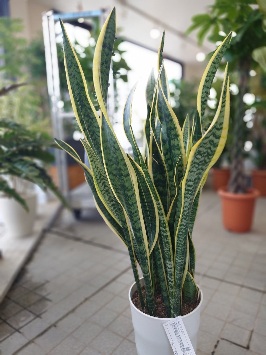 サンセベリア　白陶器鉢 受皿付 - 名古屋園芸