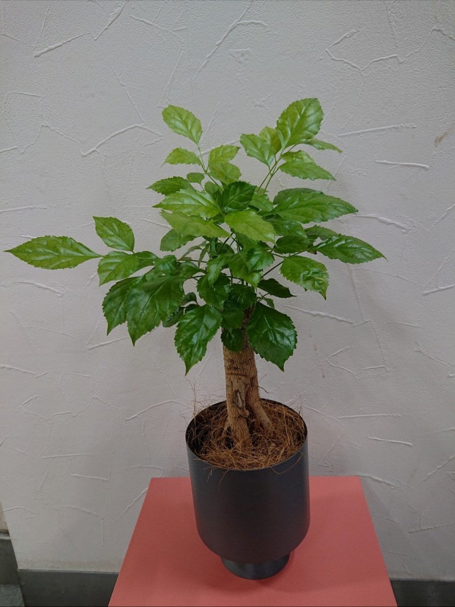 卓上用観葉植物