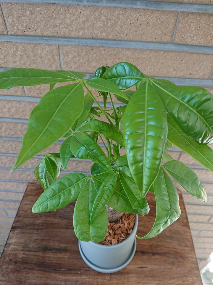 パキラ 陶器鉢入