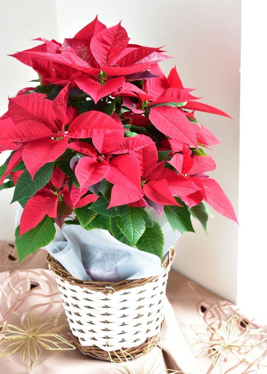ポインセチア　赤　カゴセット - 名古屋園芸