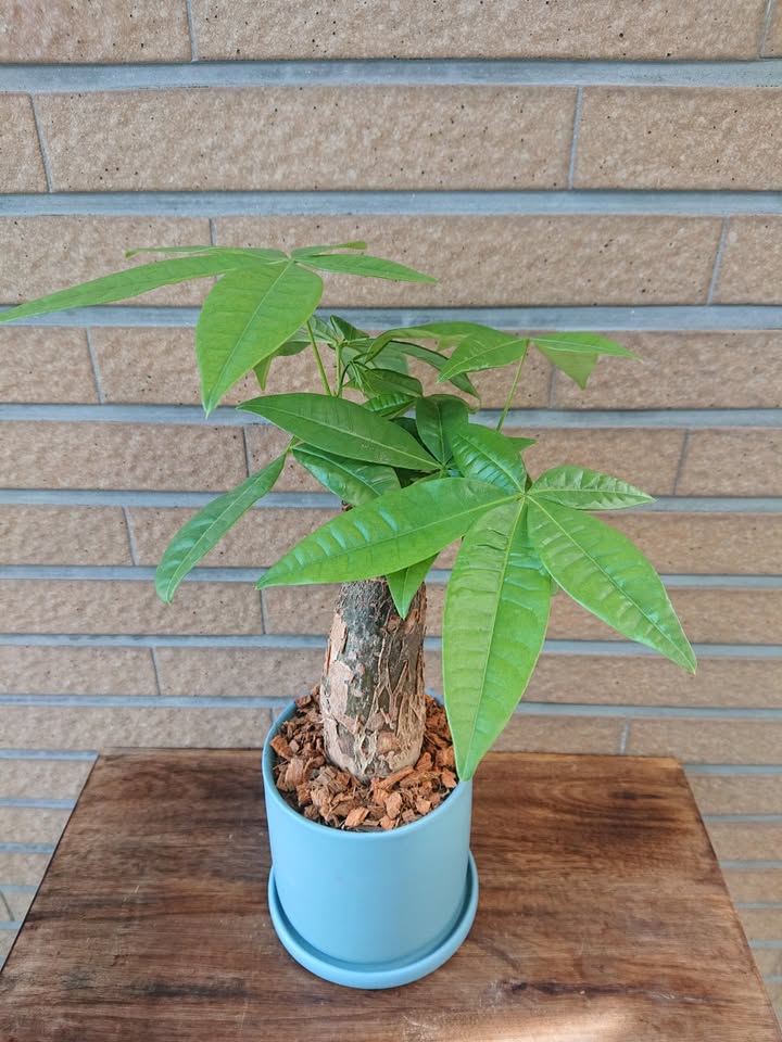 パキラ　陶器鉢入 - 名古屋園芸