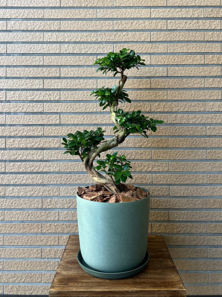 ガジュマル　樹脂鉢　受皿付 - 名古屋園芸