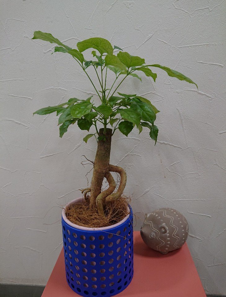 ヘテロパナックス鉢カバー付 - 名古屋園芸