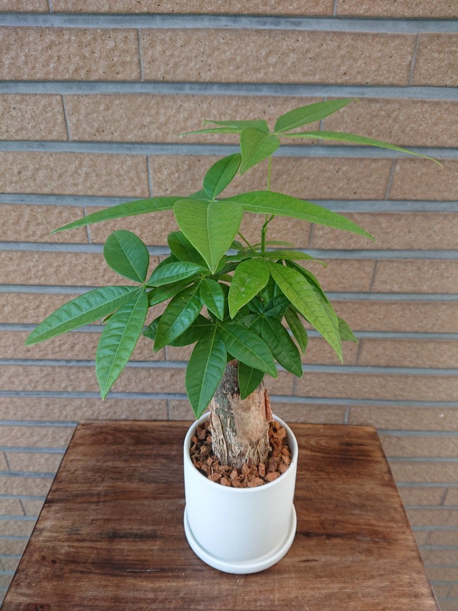卓上用観葉植物