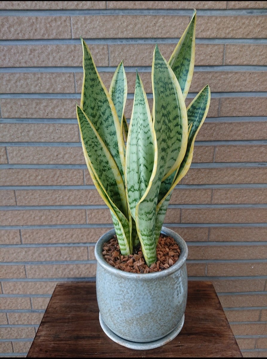 サンセベリア 'ローレンチー'　陶器鉢入 - 名古屋園芸