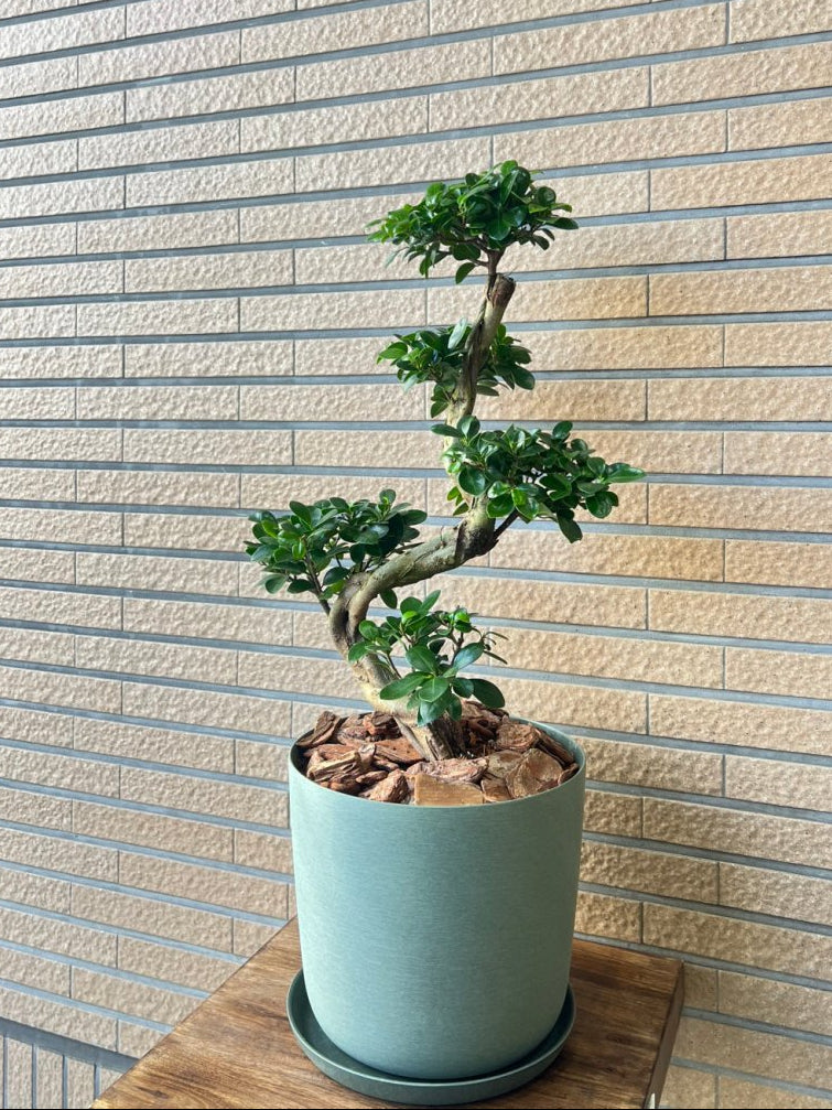 ガジュマル　樹脂鉢　受皿付 - 名古屋園芸