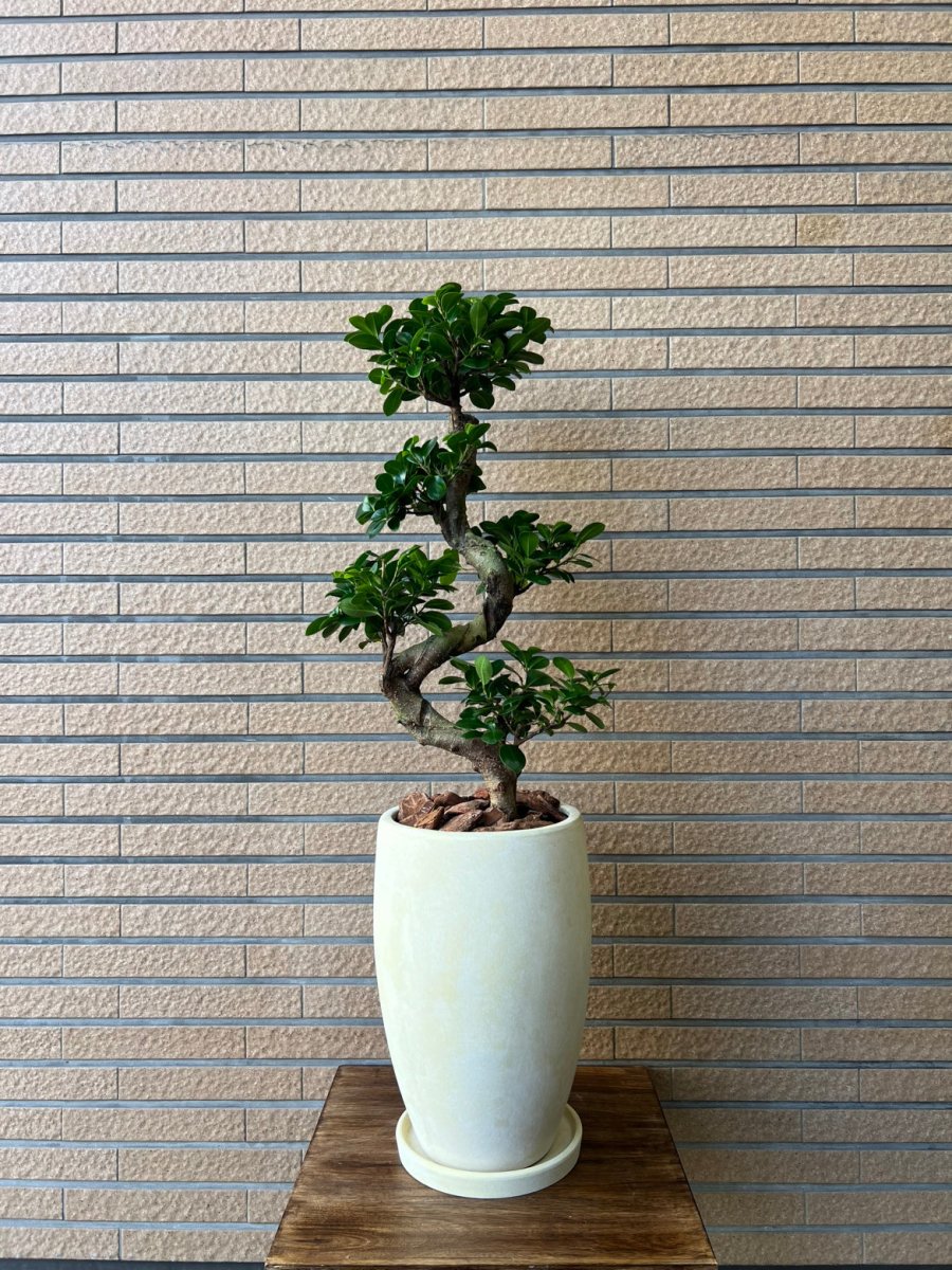 ガジュマル　イエロー陶器鉢　皿付 - 名古屋園芸