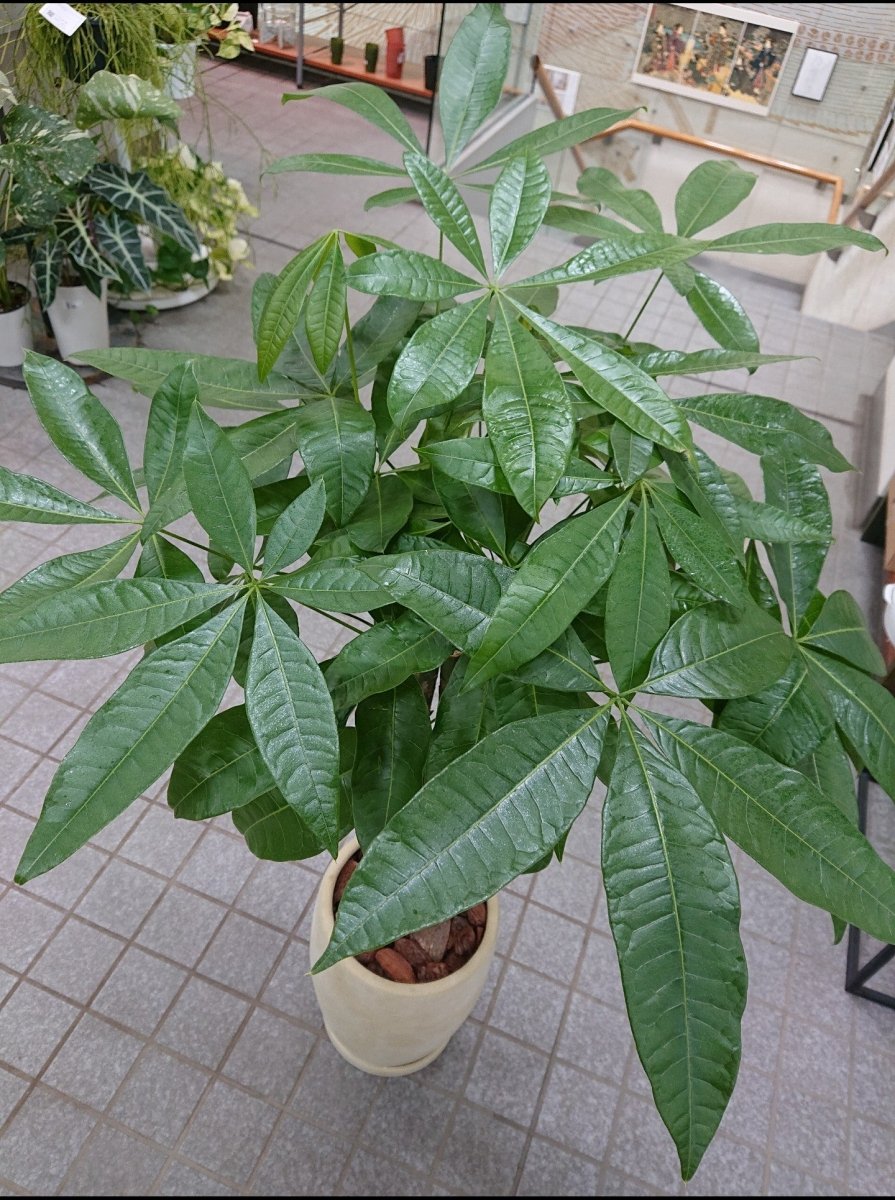 パキラ陶器鉢入 - 名古屋園芸