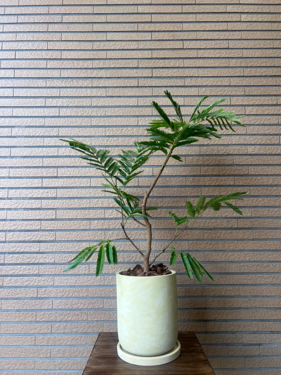 ネムノキ　エバーフレッシュ　ベージュ陶器鉢皿付 - 名古屋園芸