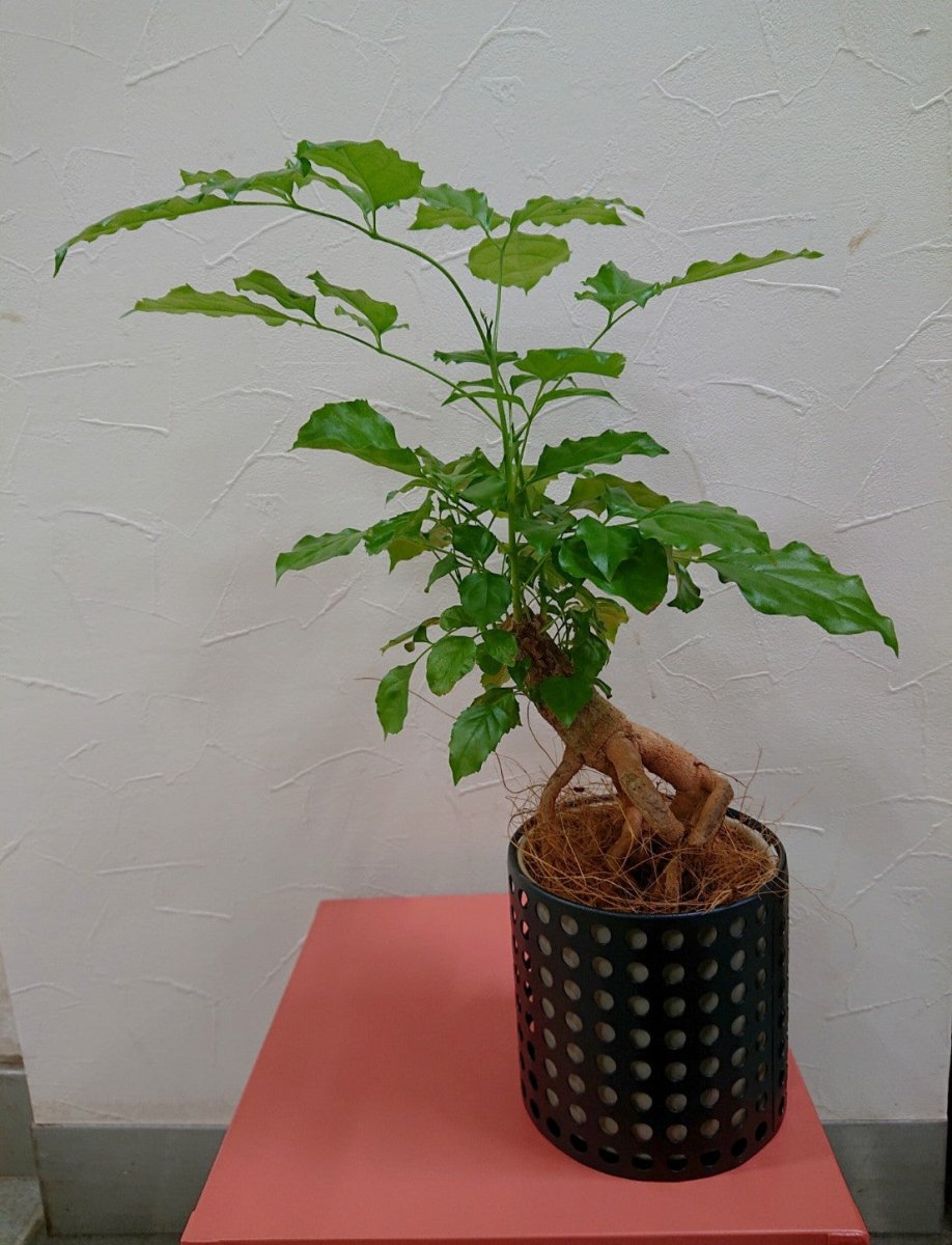 ヘテロパナックス鉢カバー付 - 名古屋園芸