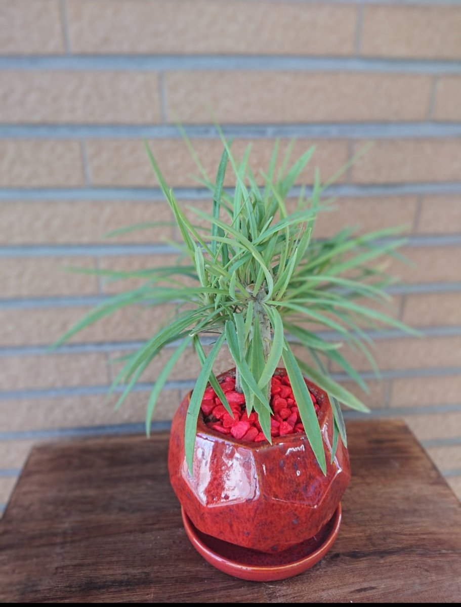 モンキーツリー(セネシオクレイニア)陶器鉢入 - 名古屋園芸