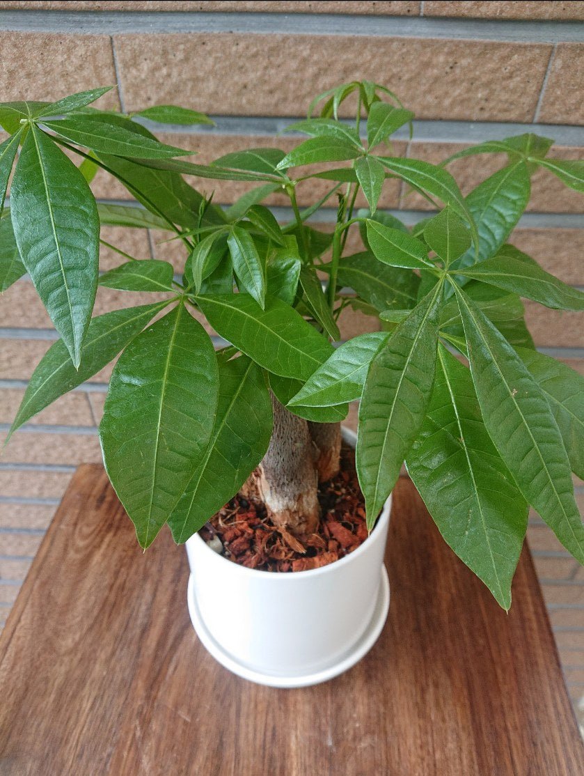 パキラ陶器鉢入
