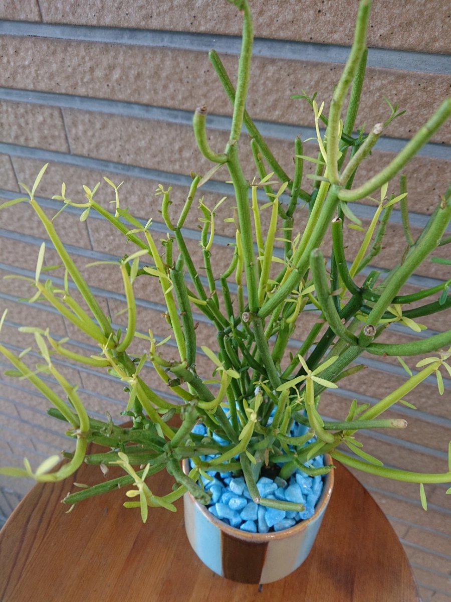 ミルクブッシュ 陶器鉢入 - 名古屋園芸