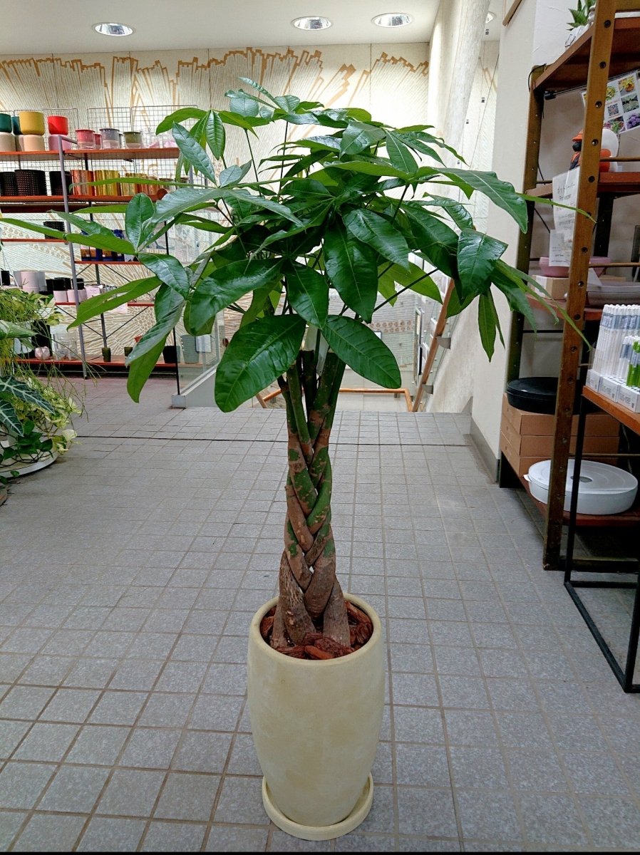 パキラ陶器鉢入 - 名古屋園芸