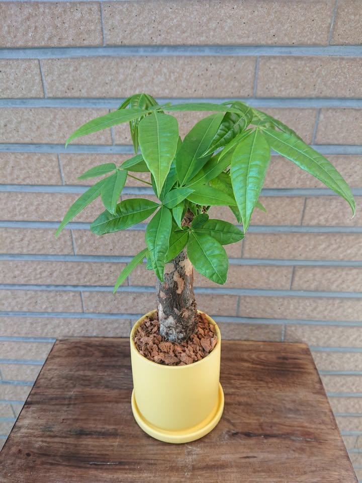 パキラ　陶器鉢入 - 名古屋園芸