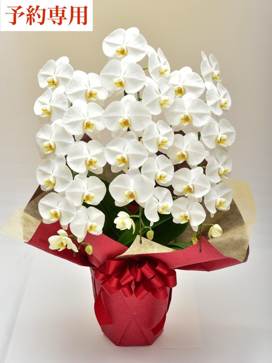 Phalaenopsis Orchid [Reservation only]